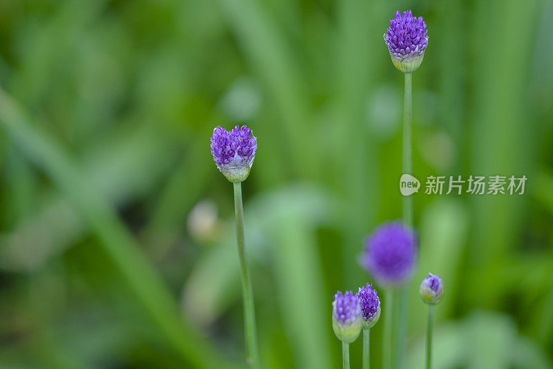 花:选择性聚焦(Apo Sonnar 135mm F2)